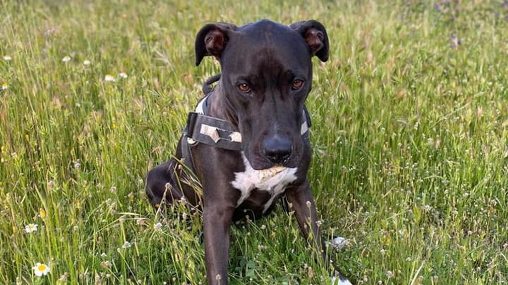 Brutus sigue desaparecido: se busca a un perro que huyó asustado con la explosión de la calle Toledo Brutus sigue desaparecido: se busca a un perro que huyó asustado con la explosión de la calle Toledo