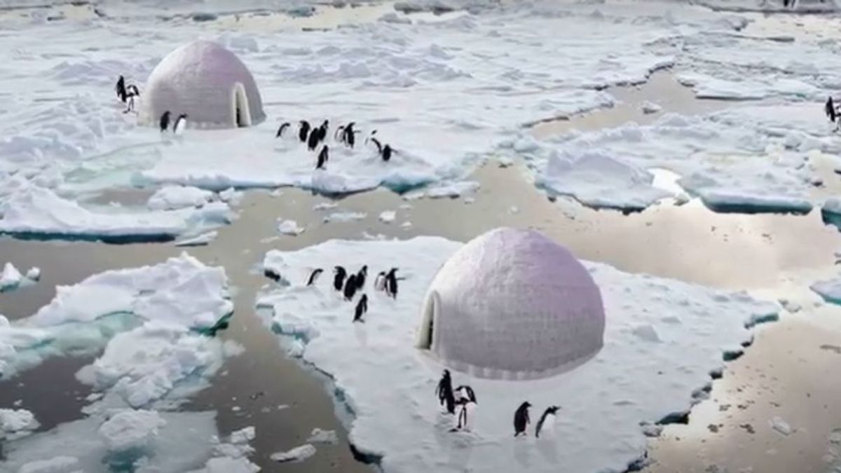 Iglús para pingüinos: el proyecto que podría ayudar a su reproducción mientras frena el deshielo en la Antártida