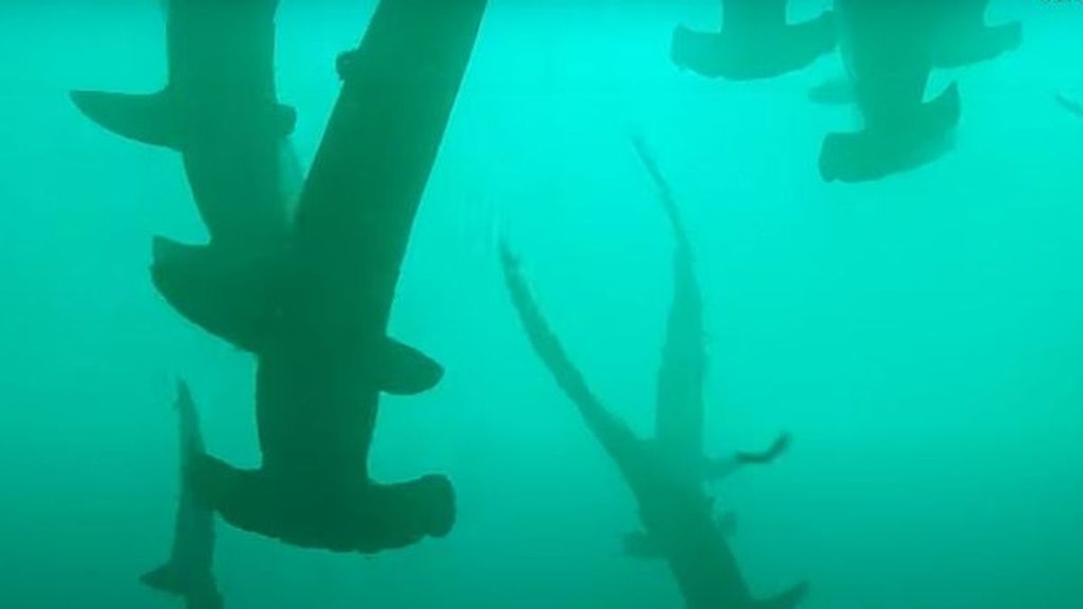 Buceando entre  más de 200 tiburones martillos en las costas australianas