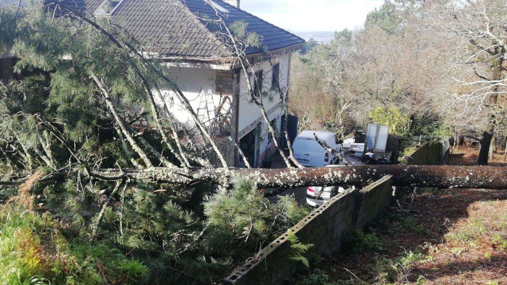 El pino ha causado desperfectos en el muro, en el porche y en un par de coches