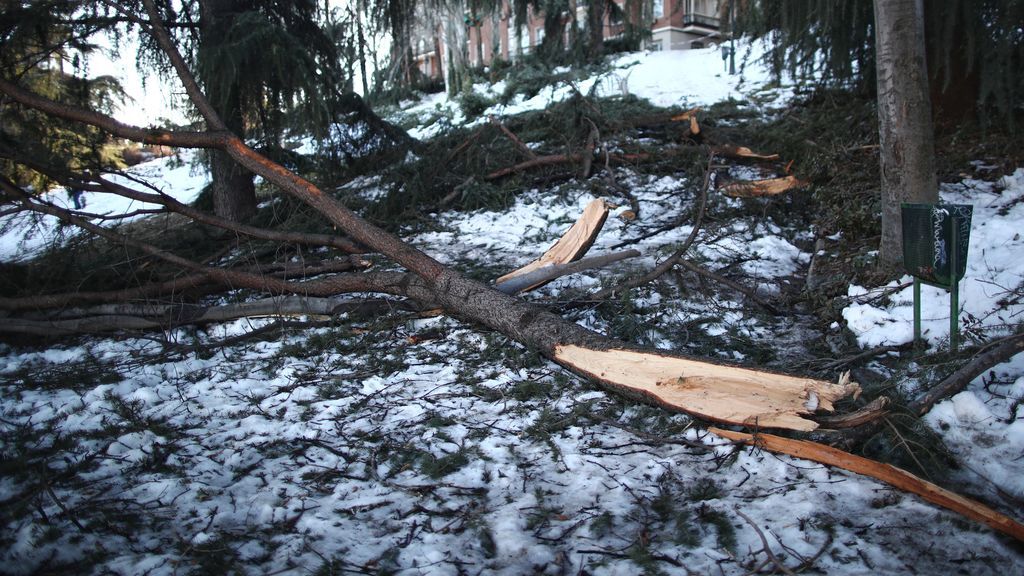 EuropaPress_3522690_arbol_danado_parque_fuente_berro_distrito_ventas_madrid_espana_18_enero