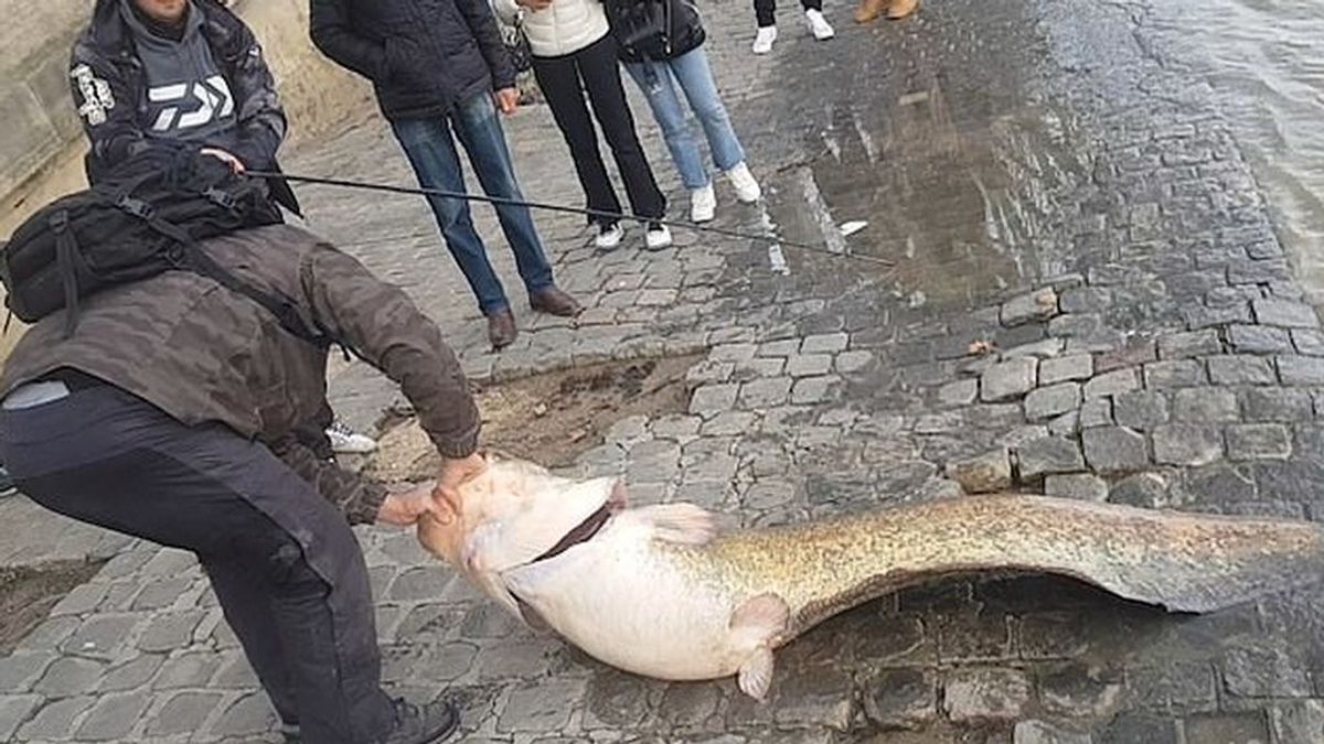 Sacan del agua una 'monstruosa' criatura marina de casi 2 metros en pleno centro de París