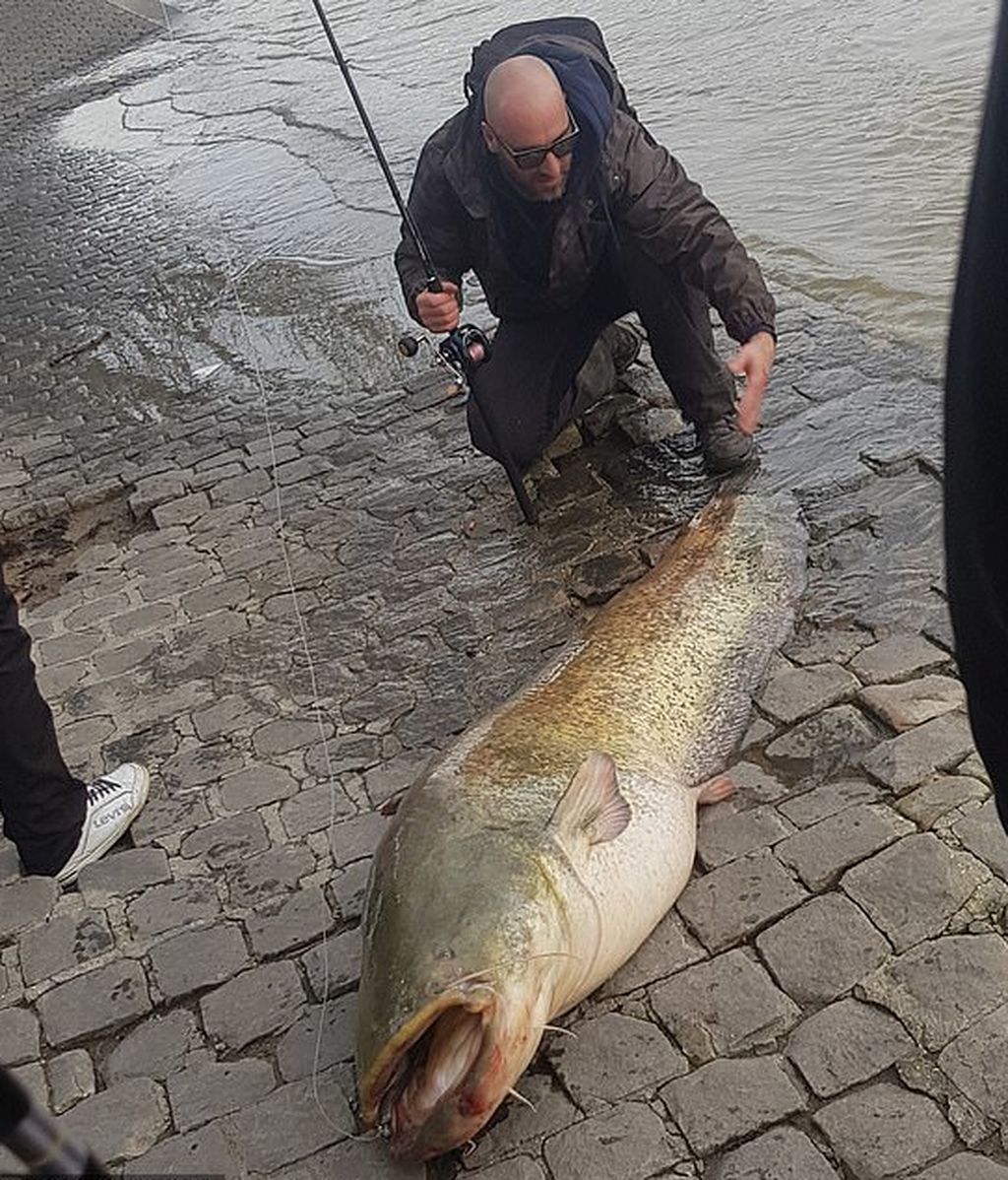 catfish-2