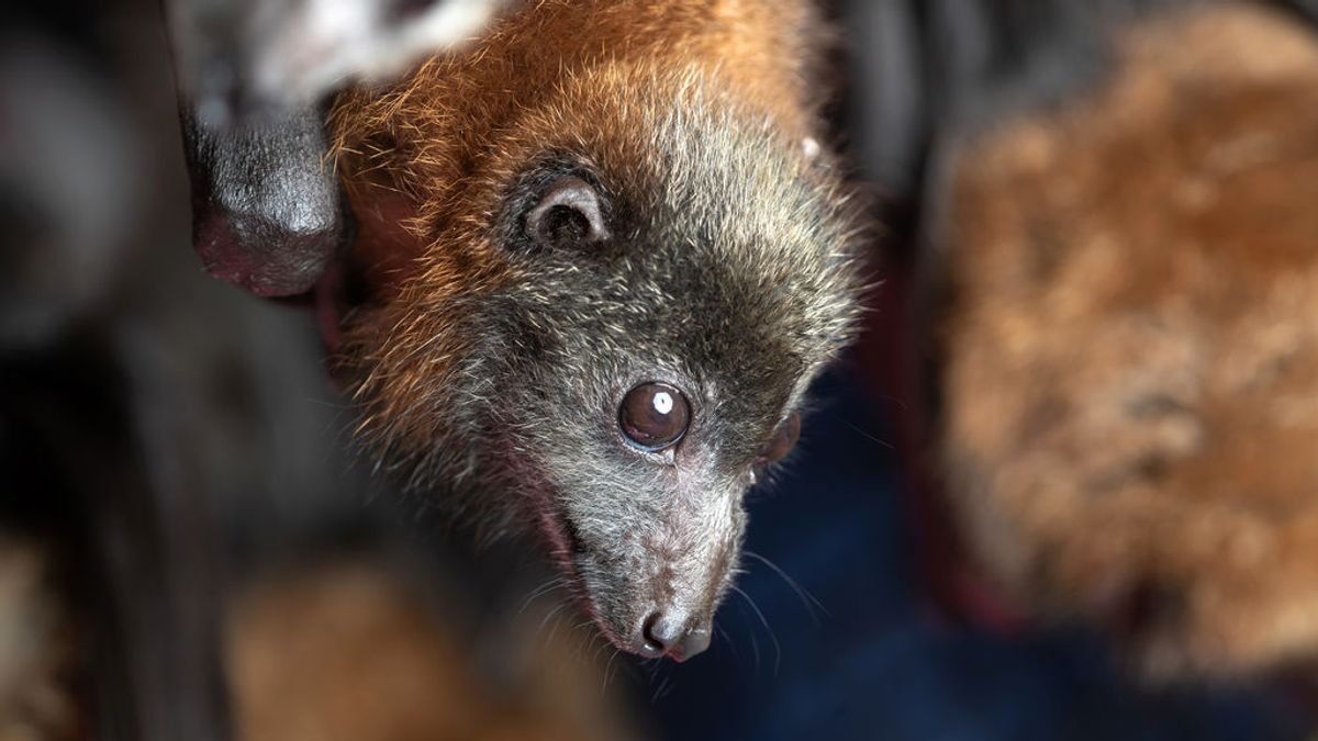Coria apuesta por los murciélagos para prevenir otro brote del virus del Nilo