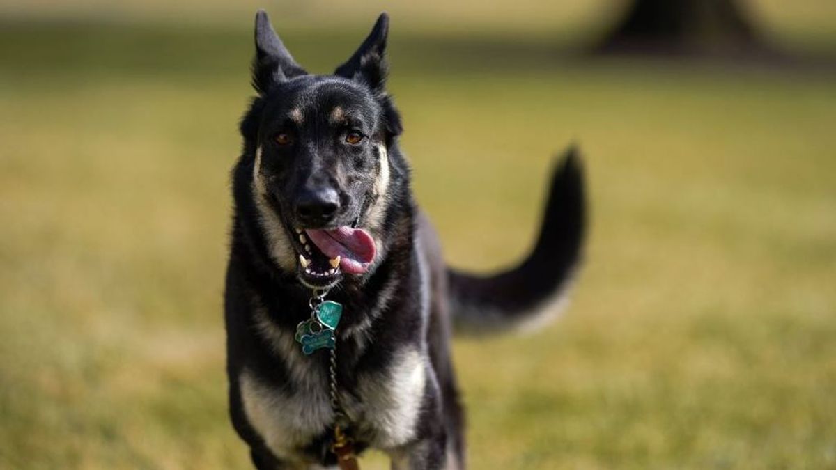 perro 1 major perro 1 major