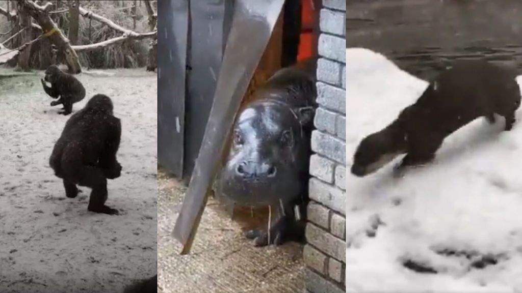 animales-nieve-zoo-londres