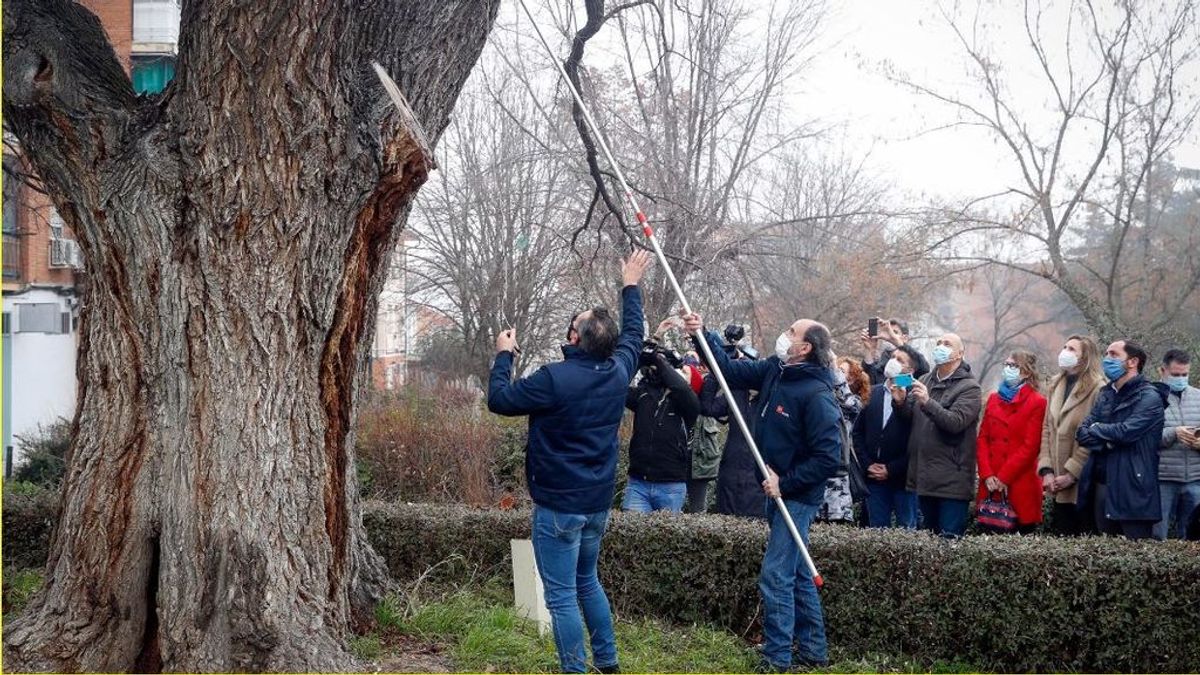Madrid clona los árboles centenarios dañados tras el paso de Filomena