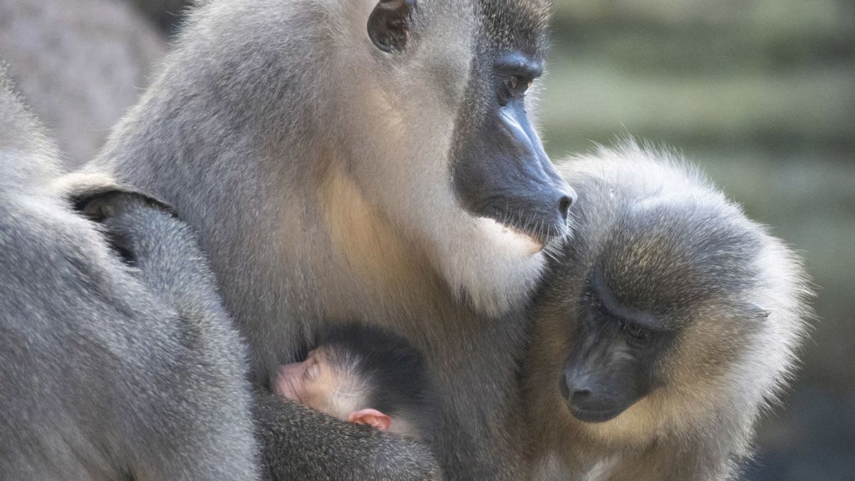 Nace una cría de dril en Bioparc Valencia Nace una cría de dril en Bioparc Valencia