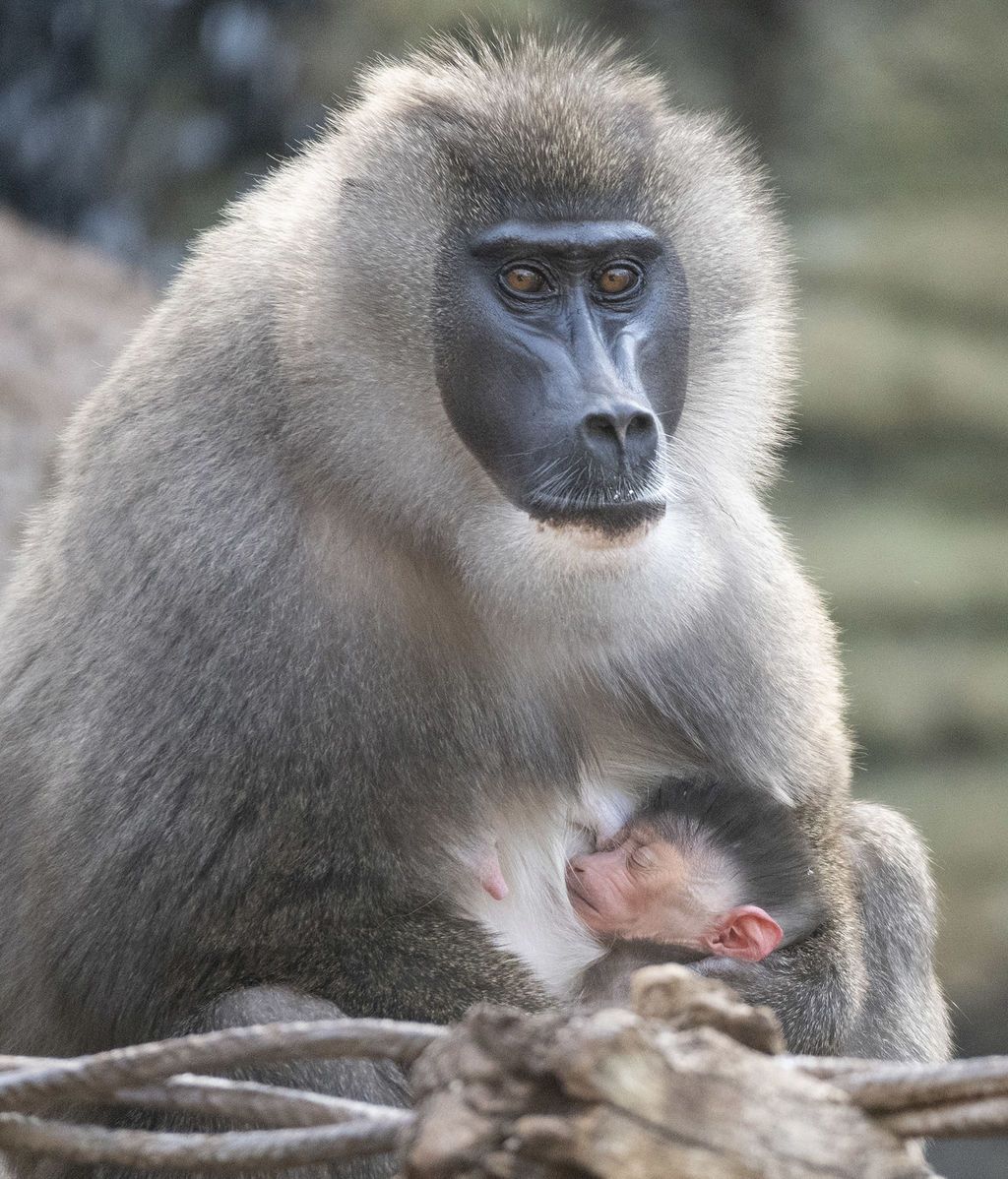 BIOPARC Valencia - Nace una cría de dril