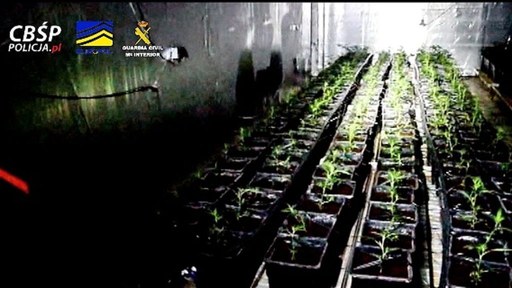 Más de 20.000 plantas de marihuana