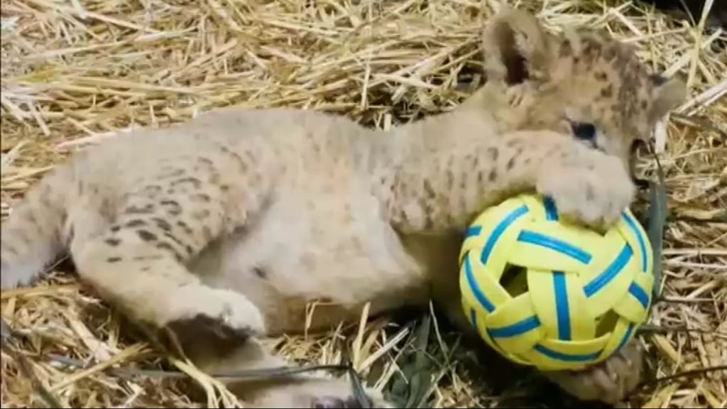 El pequeño león jugando con una pelota.