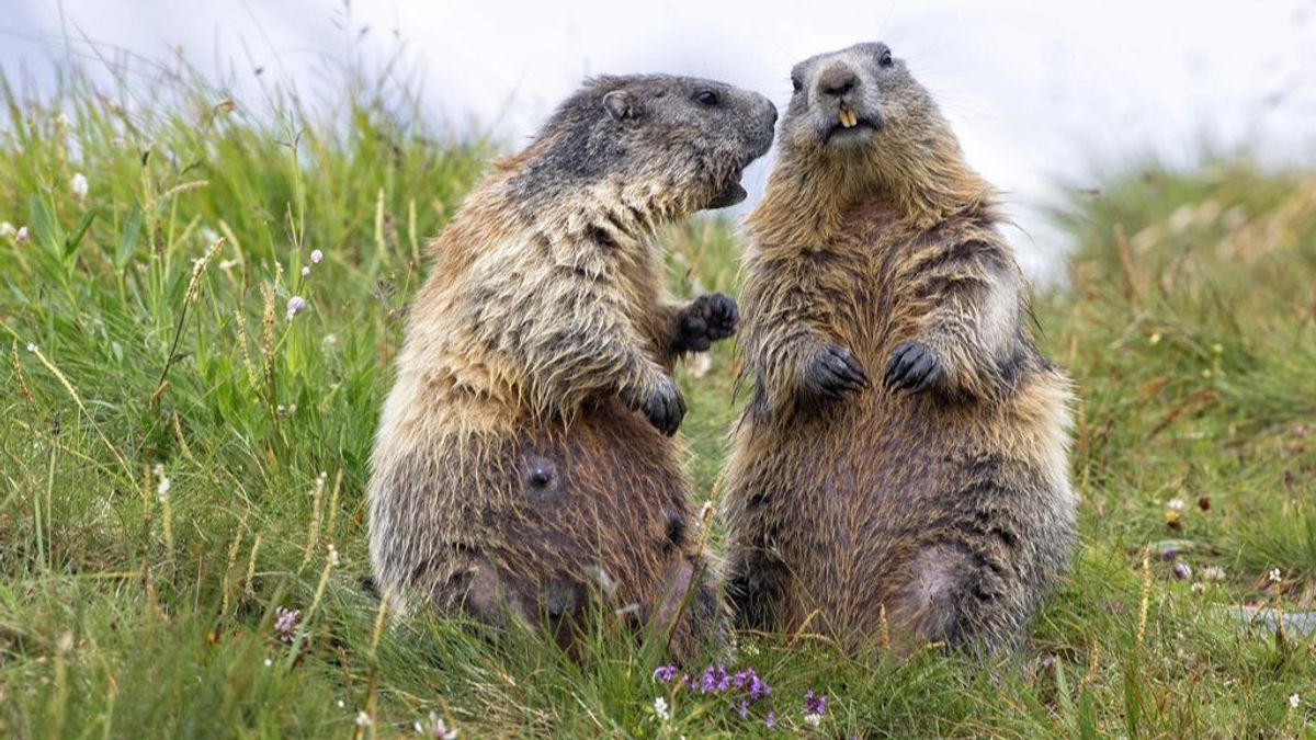 No solo los humanos tenemos dialectos: las marmotas controlan lo que pasa gracias a sus dialectos