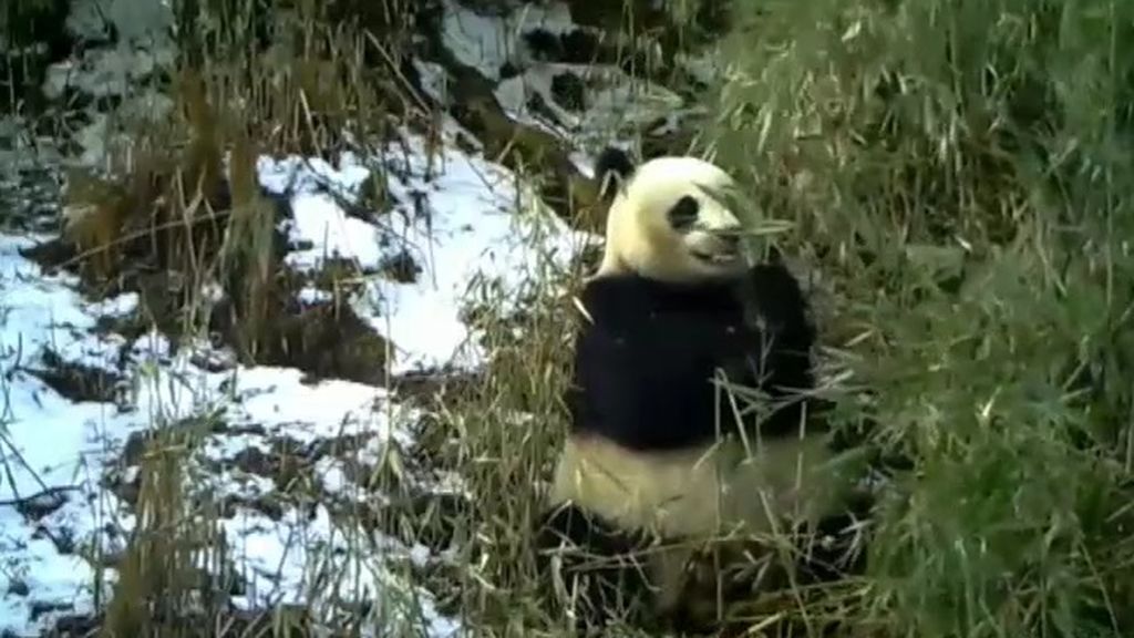 Un panda acude siempre al mismo lugar para comer su bambú preferido en China