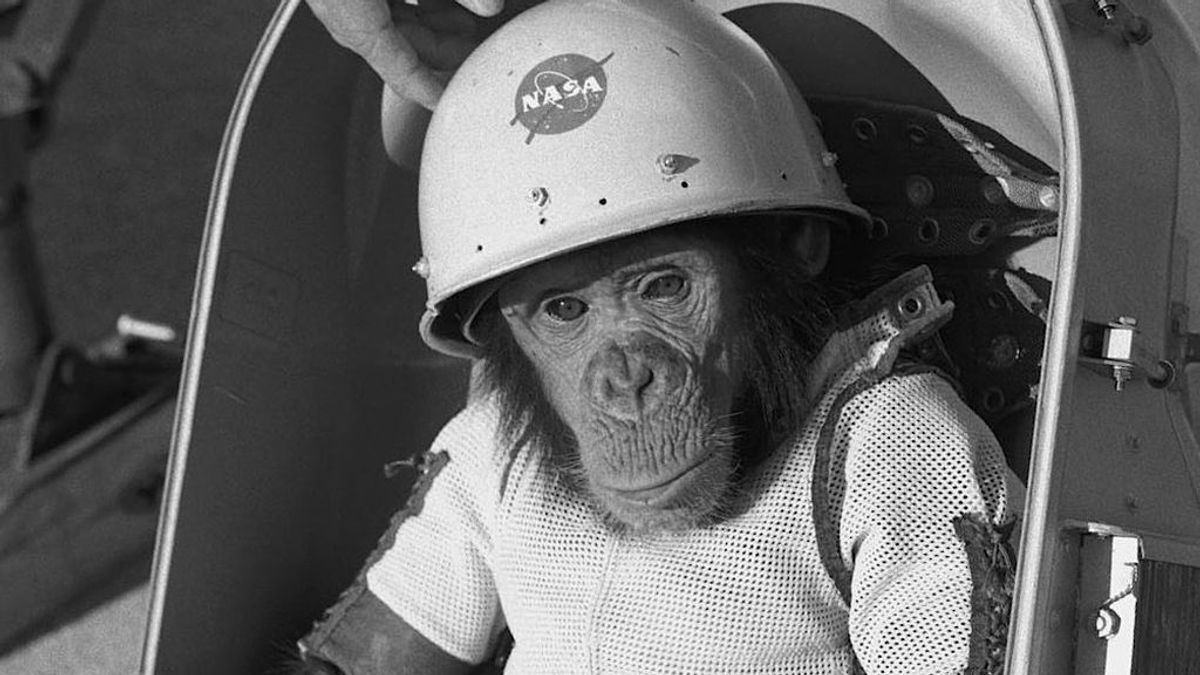 Se cumplen 60 años del vuelo de Ham, el primer primate en el espacio Se cumplen 60 años del vuelo de Ham, el primer primate en el espacio