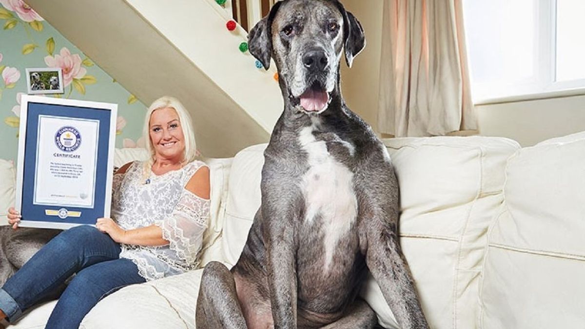 Muere a los 8 años y medio Freddy, el perro más alto del mundo según el libro Guinness