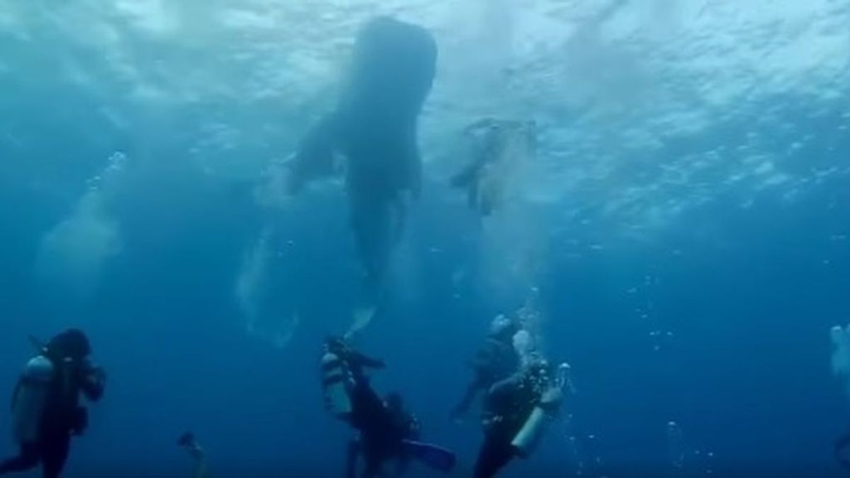 Un grupo de buceadores rescata a un tiburón ballena: estaba atrapado en el océano por un saco de construcción