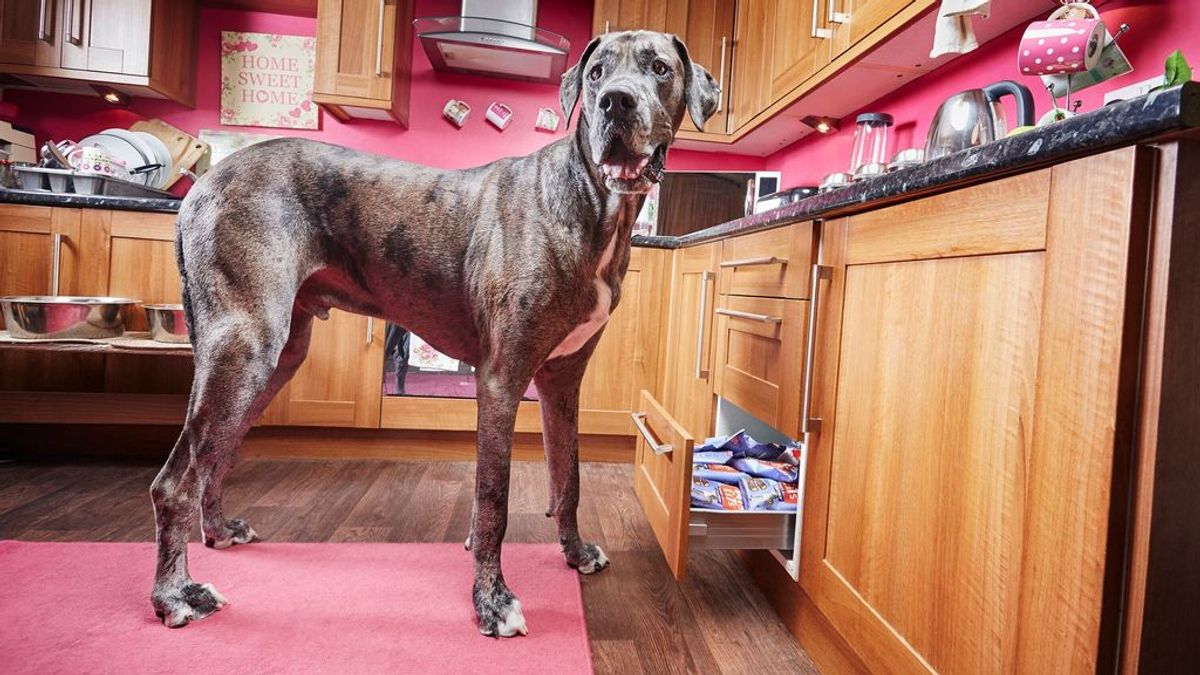 Muere Freddy, el perro más grande del mundo, con ocho años y medio