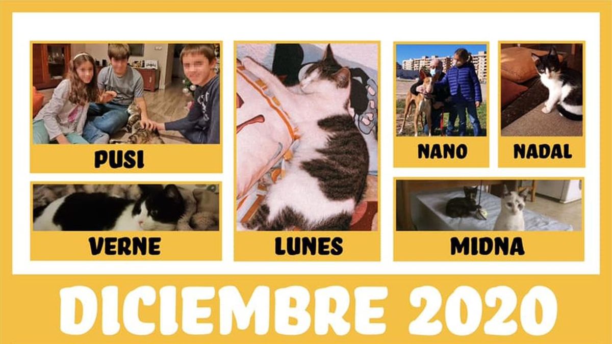 Una web y las redes sociales disparan las adopciones de animales en un refugio de Valencia: 31 animales tienen nueva familia Una web y las redes sociales disparan las adopciones de animales en un refugio de Valencia: 31 animales tienen nueva familia