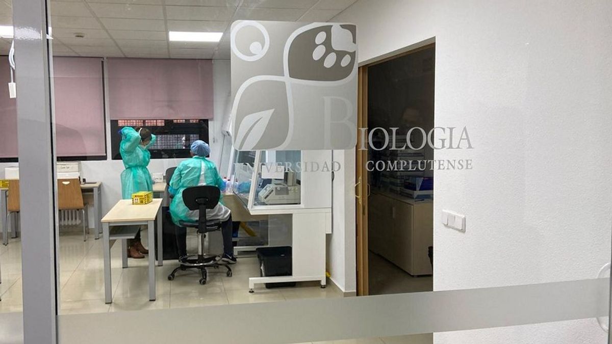 Las ‘PCR en lotes’ de la Complutense evitan un brote en un colegio mayor: "Era una bomba de relojería" Las ‘PCR en lotes’ de la Complutense evitan un brote en un colegio mayor: "Era una bomba de relojería"