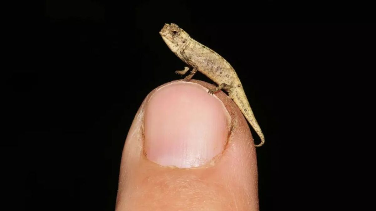 Cabe en la yema del dedo: descubren en Madagascar el reptil más diminuto del mundo