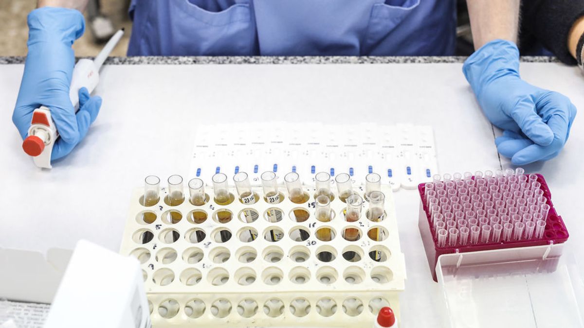 La tapsigargina, el medicamento que puede cambiar la manera de luchar contra la covid La tapsigargina, el medicamento que puede cambiar la manera de luchar contra la covid