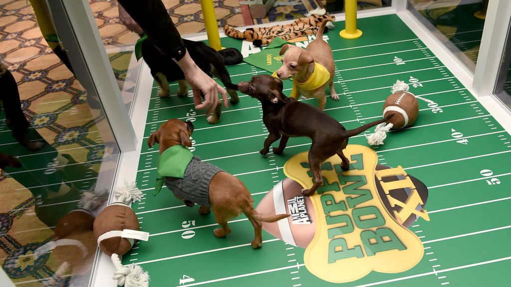 Los protagonistas del Puppy Bowl.