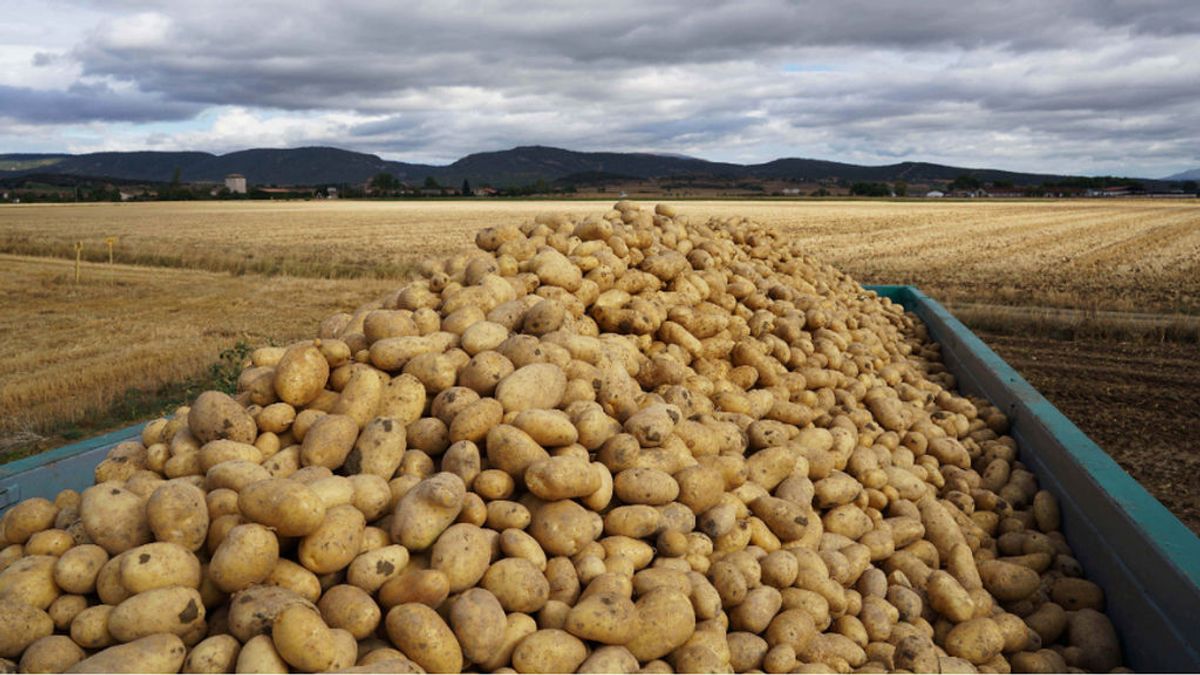 Patatas, limones y ajos, por las nubes: pagamos ocho veces más que las grandes superficies a los agricultores Patatas, limones y ajos, por las nubes: pagamos ocho veces más que las grandes superficies a los agricultores