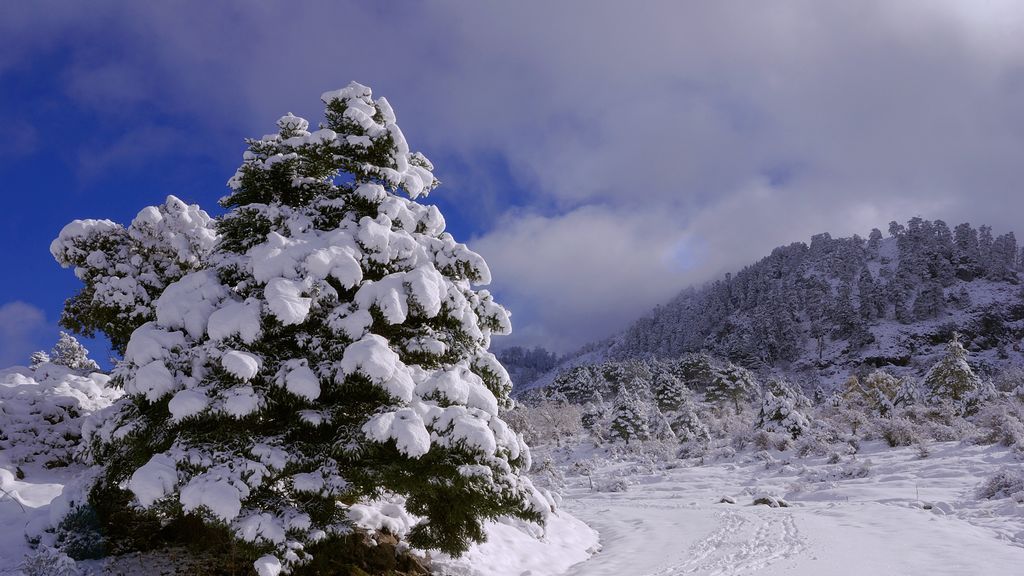 Luz verde para que la Sierra de las Nieves sea declarado Parque Natural Luz verde para que la Sierra de las Nieves sea declarado Parque Natural