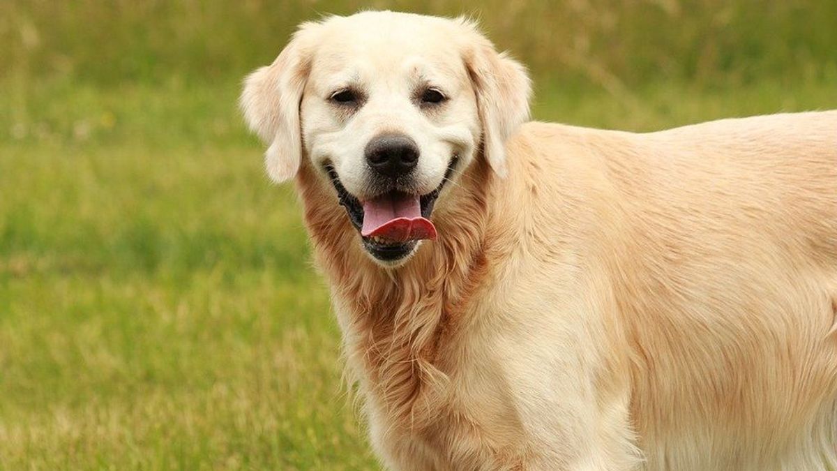 Un perro se niega a dejar solo a su dueño porque necesita un respirador