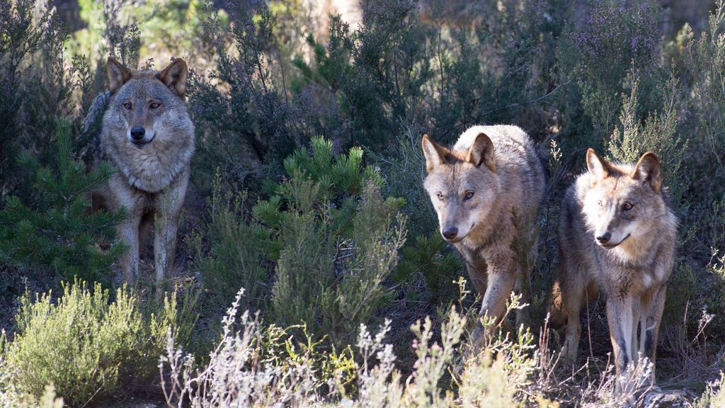 EuropaPress_2664102_varios_lobos_ibericos_centro_lobo_iberico_localidad_robledo_sanabria_plena