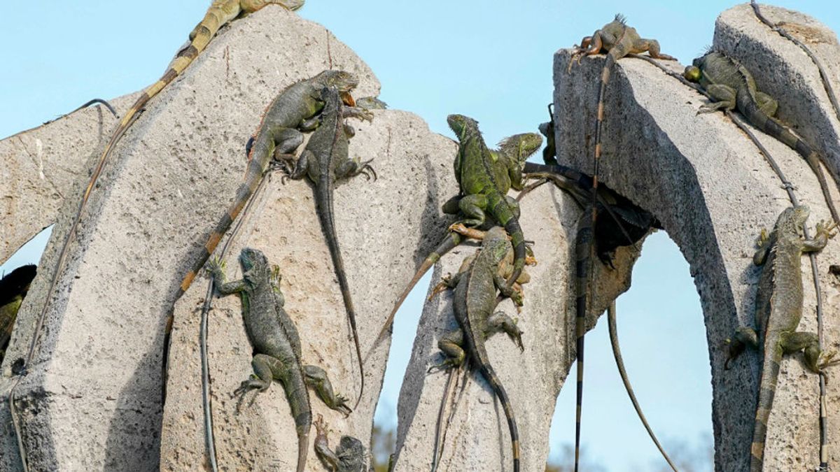 Florida pronostica una "lluvia de iguanas" por congelación debido a las bajas temperaturas Florida pronostica una "lluvia de iguanas" por congelación debido a las bajas temperaturas