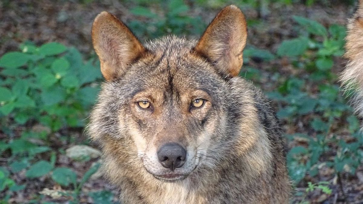 La caza del lobo quedará prohibida en toda España tras un acuerdo entre el Gobierno y varias CCAA