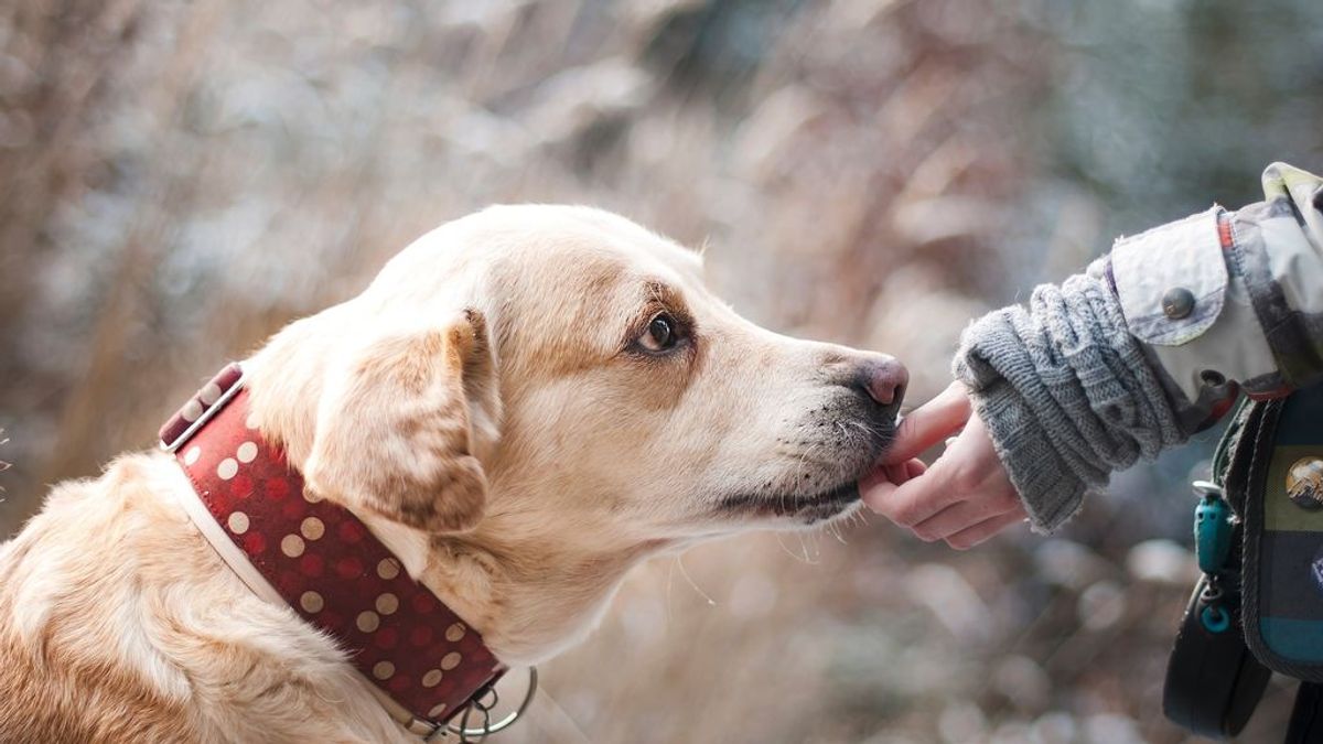 Los perros detectan el covid también en asintomáticos con una eficacia de un 94% , según un estudio