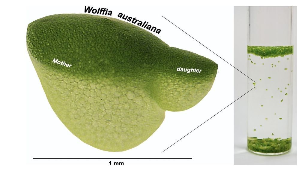 EuropaPress_3544536_diminuta_planta_acuatica_wolffia_tambien_conocida_lenteja_agua_planta