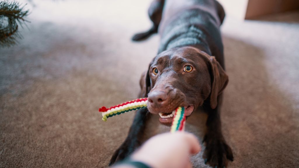 ¿Quieres saber si tu perro es inteligente? Hazle el test del juguete nuevo