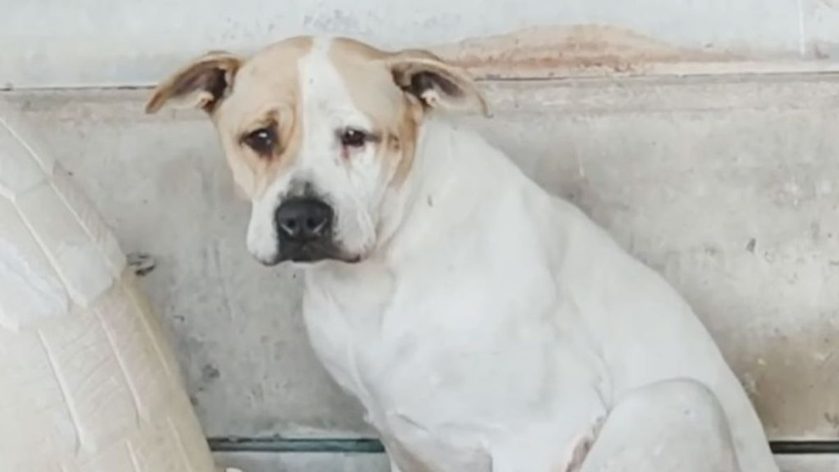 Una perrita se refugia en un rincón tras ser abandonada por su familia en Tarragona