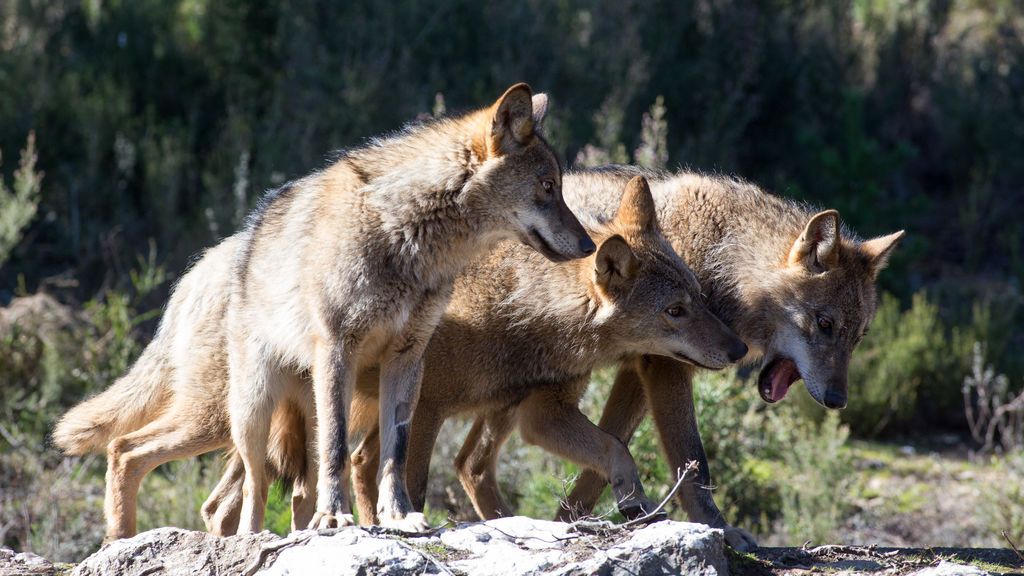EuropaPress_2664104_varios_lobos_ibericos_centro_lobo_iberico_localidad_robledo_sanabria_plena