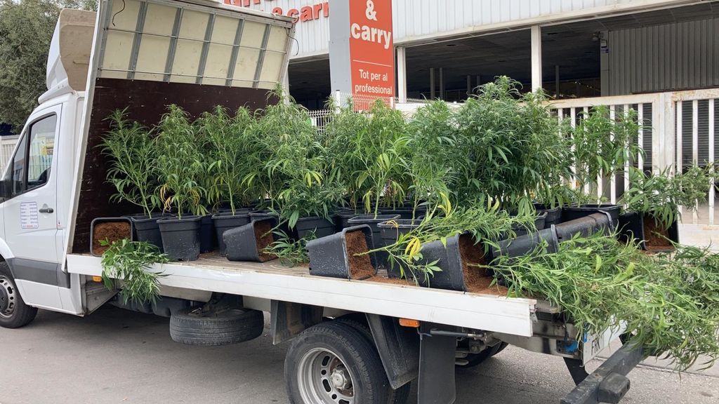 La policía detiene a un hombre tras estrellar su camión lleno de marihuana en Gavà La policía detiene a un hombre tras estrellar su camión lleno de marihuana en Gavà