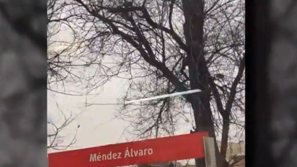 Alertan contra un posible plaga de ratas negras trepadoras en Madrid