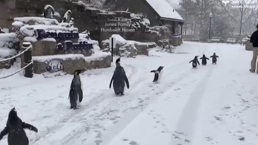 Los pingüinos salen de paseo en un zoo de Estados Unidos tras las nevadas