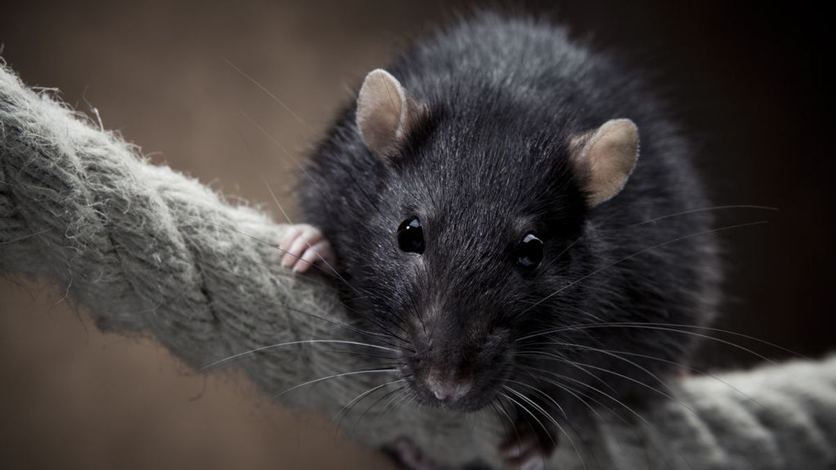 Ratas negras en Madrid: una especie invasora que todavía no es una plaga