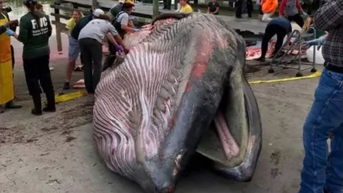 Aparece una ballena varada en Florida y resulta ser una especie hasta ahora desconocida