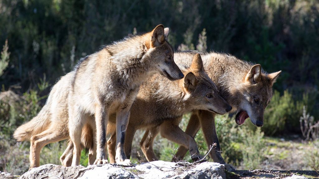 EuropaPress_2664104_varios_lobos_ibericos_centro_lobo_iberico_localidad_robledo_sanabria_plena
