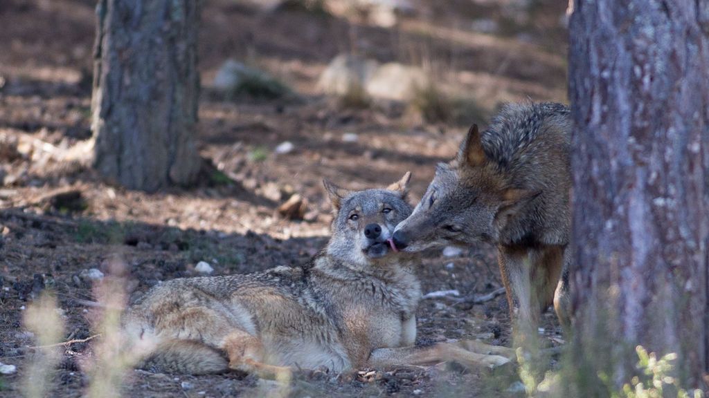EuropaPress_2664105_dos_lobos_ibericos_centro_lobo_iberico_localidad_robledo_sanabria_plena