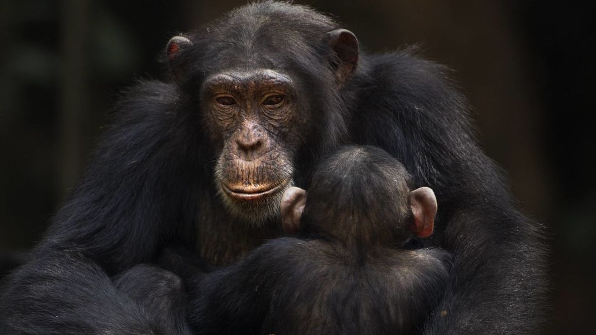 Descubren la misteriosa enfermedad que mata a los chimpancés en África occidental desde hace 15 años