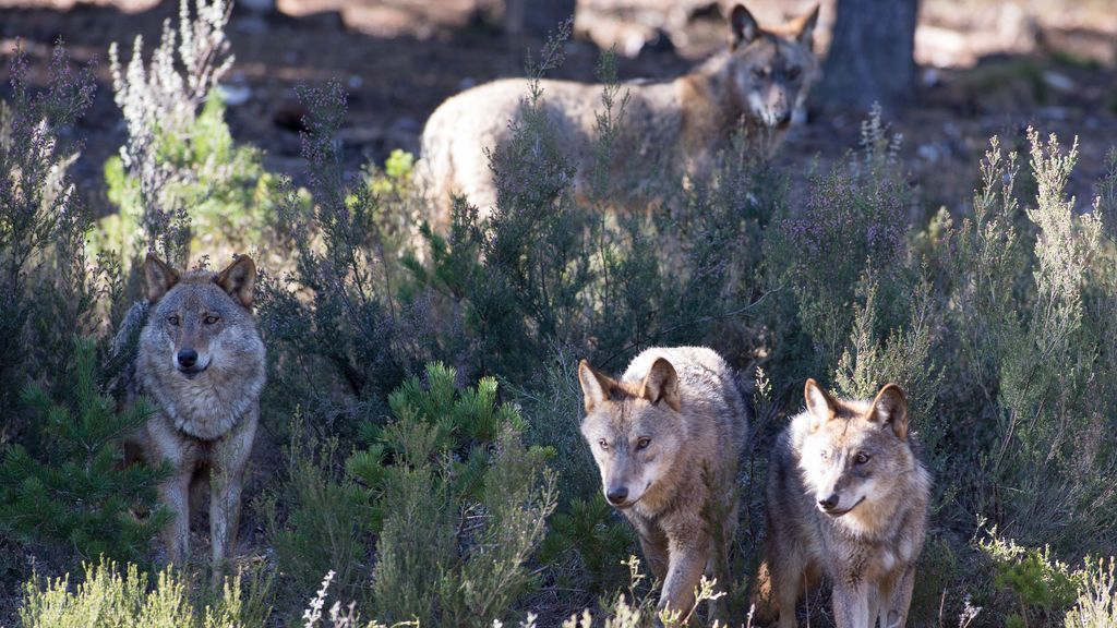 EuropaPress_2664102_varios_lobos_ibericos_centro_lobo_iberico_localidad_robledo_sanabria_plena EuropaPress_2664102_varios_lobos_ibericos_centro_lobo_iberico_localidad_robledo_sanabria_plena