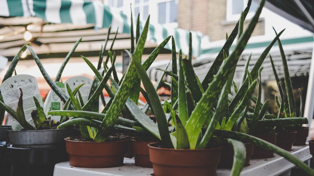 Cómo cuidar el aloe vera, la planta de los mil beneficios