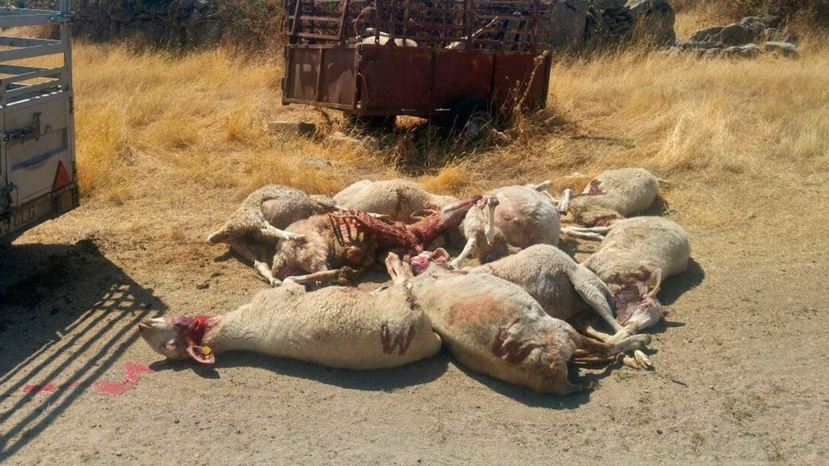 Un ataque de lobos mata a 59 ovejas en una finca vallada en Zamora Un ataque de lobos mata a 59 ovejas en una finca vallada en Zamora