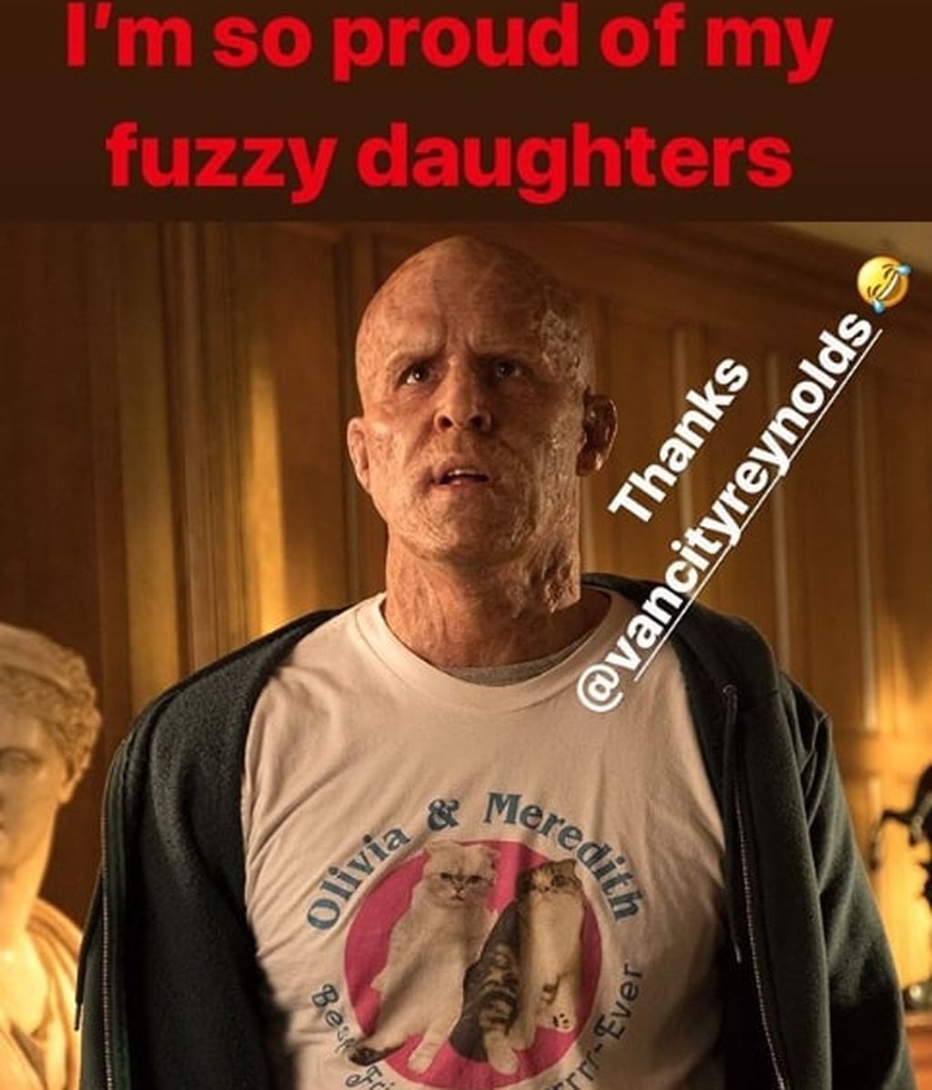 Taylor Swift Instagram Gatos Deadpool