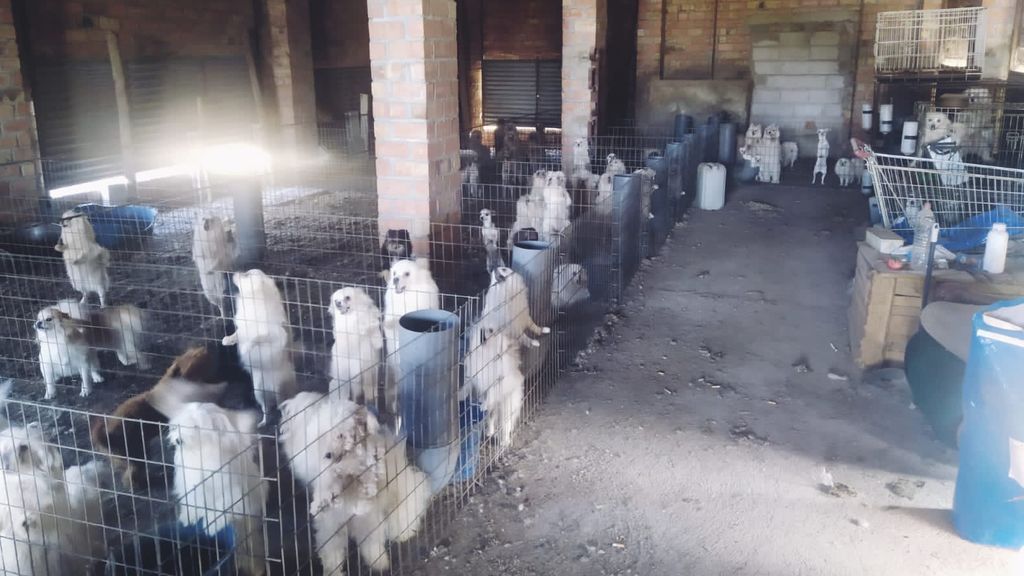 Criadero ilegal de perros en Granada